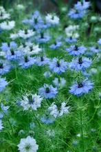 zaden blauw juffertje in het groen (eenjarig), Ophalen of Verzenden, Voorjaar, Volle zon, Zaad