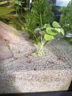 Jonge vuurgarnalen, Dieren en Toebehoren, Vissen | Aquariumvissen, Kreeft, Krab of Garnaal