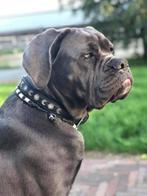 Honden Anti Vlooien- & Tekenband EM-X Kralen, Verzenden, Handgemaakt, Nieuw