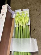 2 Dozijn Amaryllis Casablanca - Oosterhout, Tuin en Terras, Ophalen, Volle zon