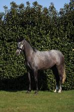 Super lieve en knappe 3,5 jarige PRE merrie, Dieren en Toebehoren, Paarden, Merrie
