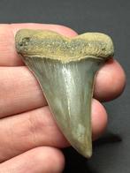 Mooie C. hastalis haaientand Antwerpen 5,2 cm, Ophalen of Verzenden, Fossiel