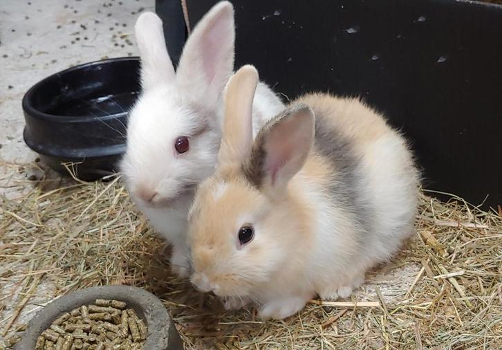 mix hangoor en leeuwenkop, Dieren en Toebehoren, Konijnen, Middelgroot, Geslacht onbekend, 0 tot 2 jaar, Hangoor