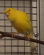 Waterslagers 2025 (zangkanaries), Dieren en Toebehoren, Vogels | Kanaries, Meerdere dieren, Zangkanarie