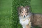 Sheltie pups, Dieren en Toebehoren, Honden | Herdershonden en Veedrijvers, Rabiës (hondsdolheid), 15 weken tot 1 jaar, Buitenland