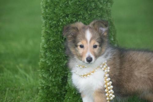 Sheltie pups, Dieren en Toebehoren, Honden | Herdershonden en Veedrijvers, Meerdere dieren, Herder, Fokker | Professioneel, Meerdere