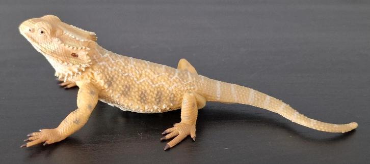 Collecta Wild Life Baardagaam - 2012, Verzamelen, Dierenverzamelingen, Gebruikt, Beeldje of Figuurtje, Reptiel of Amfibie, Ophalen of Verzenden