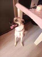 Kangal, reu, 2jaar, Dieren en Toebehoren, Honden | Herdershonden en Veedrijvers, Particulier, Rabiës (hondsdolheid), 1 tot 2 jaar