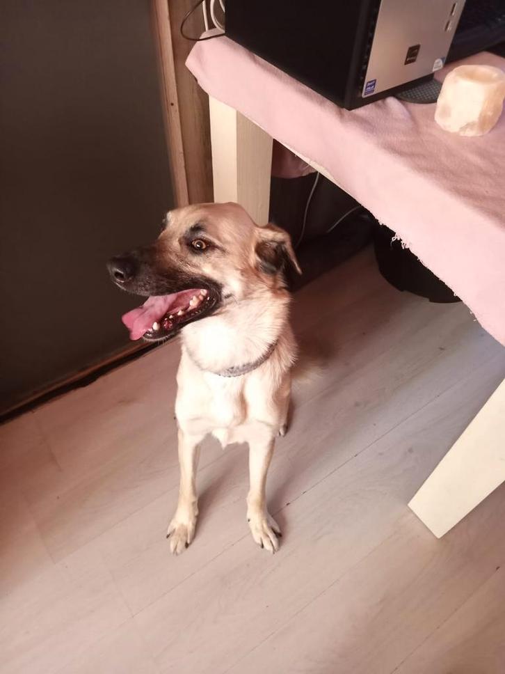 Kangal, reu, 2jaar, Dieren en Toebehoren, Honden | Herdershonden en Veedrijvers, Reu, Overige rassen, Particulier, Eén hond, Buitenland