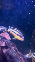 Autatus cichlide, Vis