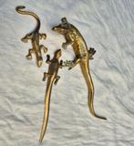 Salamanders/hagedis, Dieren en Toebehoren, Reptielen en Amfibieën, Slang, 0 tot 2 jaar