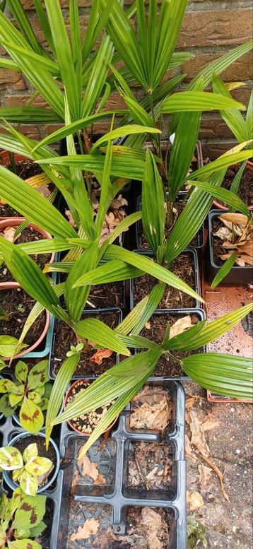 Trachycarpus sp. Nova, winterhard, snelgroeiend  beschikbaar voor biedingen