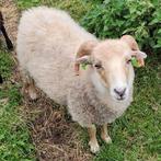 Ouessant hamel ( ruil tegen ooi of ram mag ook), Dieren en Toebehoren, Schapen, Geiten en Varkens, Meerdere dieren, Schaap