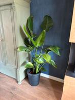 Strelizia groene plant 1,70 hoog, Huis en Inrichting, Kamerplanten, Ophalen, Overige soorten, Halfschaduw, Minder dan 100 cm
