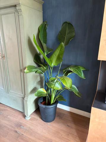 Strelizia groene plant 1,70 hoog beschikbaar voor biedingen