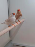 1-1 Zebeavinken oranjeborst Zwartborst masker, Dieren en Toebehoren, Vogels | Overige Vogels, Meerdere dieren, Tropenvogel, Geringd