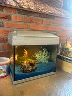 Mooi aquarium met accessoires + sierlijke goudvissen, Ophalen of Verzenden, Zo goed als nieuw, Gevuld zoetwateraquarium