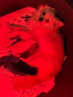 Chihuahua pups, Dieren en Toebehoren, Honden | Chihuahua's en Gezelschapshonden, Meerdere, Meerdere dieren, Chihuahua, Nederland