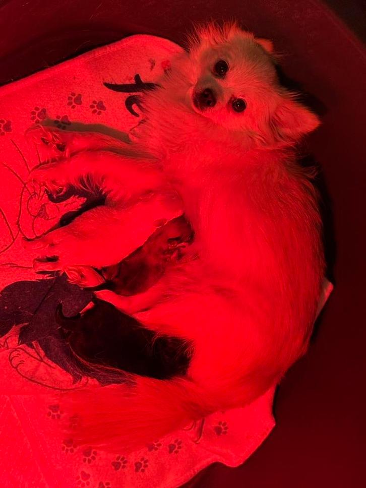 Chihuahua pups, Dieren en Toebehoren, Honden | Chihuahua's en Gezelschapshonden, Meerdere dieren, Chihuahua, Particulier, Meerdere