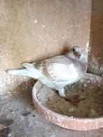 Jonge postduiven C en H Callis, Dieren en Toebehoren, Meerdere dieren, Postduif