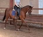 Superbrave 9 jr E pony 1,56m(recreatie-manege-sport), Gechipt, L, 7 tot 10 jaar, Recreatiepony