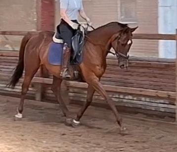 Superbrave 9 jr E pony 1,56m(recreatie-manege-sport) beschikbaar voor biedingen