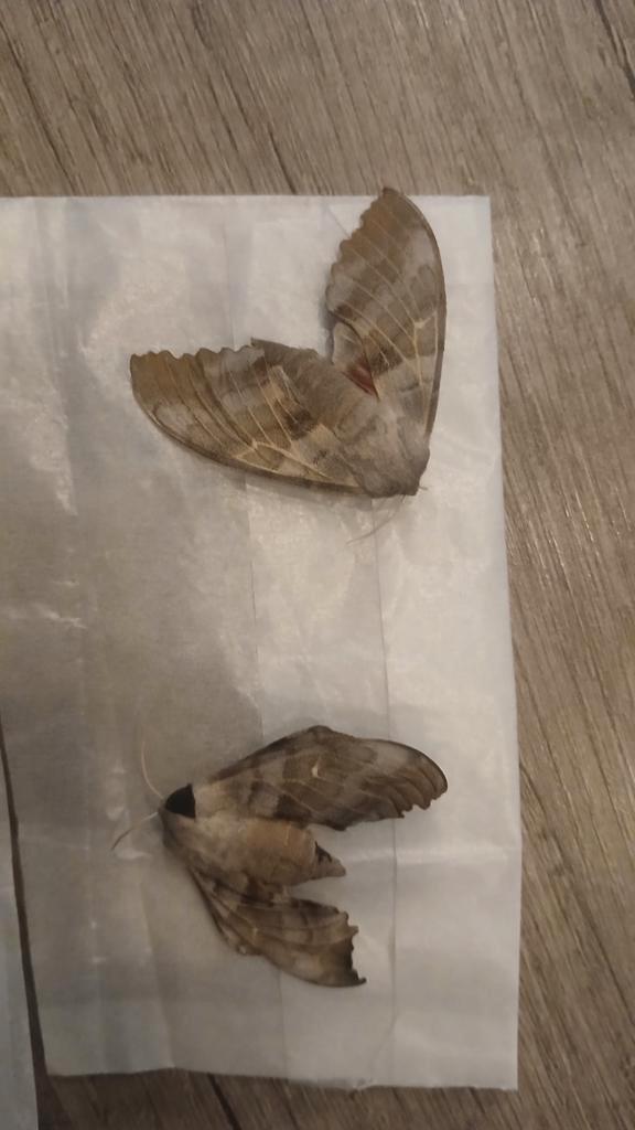 Vlinders ongeprapereerd, Dieren en Toebehoren, Insecten en Spinnen, Vlinders of Rupsen