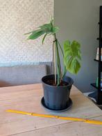 Monstera deliciosa, Ophalen, Zomer, Overige soorten, Volle zon