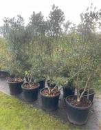 Osmanthus schijnhulst meerstammig leverbaar tot 250 cm hoog, Ophalen, Overige soorten, Struik, 100 tot 250 cm