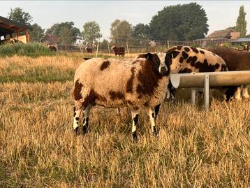 3 bonte rammen van maart zwoegervrij en arr-arr beschikbaar voor biedingen