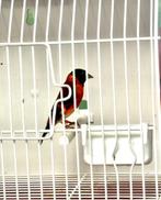 Te Koop Koppel Kapoetsijzen 2024, Meerdere dieren, Wildzangvogel, Geringd