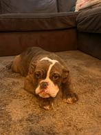 Prachtig pups nog 1 beschikbaar van de 10, Dieren en Toebehoren, Parvo, 15 weken tot 1 jaar, Teef, Bulldog