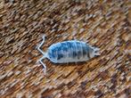 Porcellio scaber moo cow