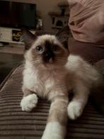 Heilige Birmaan x Ragdoll SUPER LIEF, Kater, Gechipt