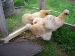zijde hoenders kriel, Meerdere dieren, Kip