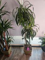 Dracaena fragrans hawaiian sunshine, Ophalen, Overige soorten, Halfschaduw, In pot