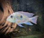 Geophagus sveni Sichlid 2X 14-15 CM, Dieren en Toebehoren, Vissen | Aquariumvissen, Vis