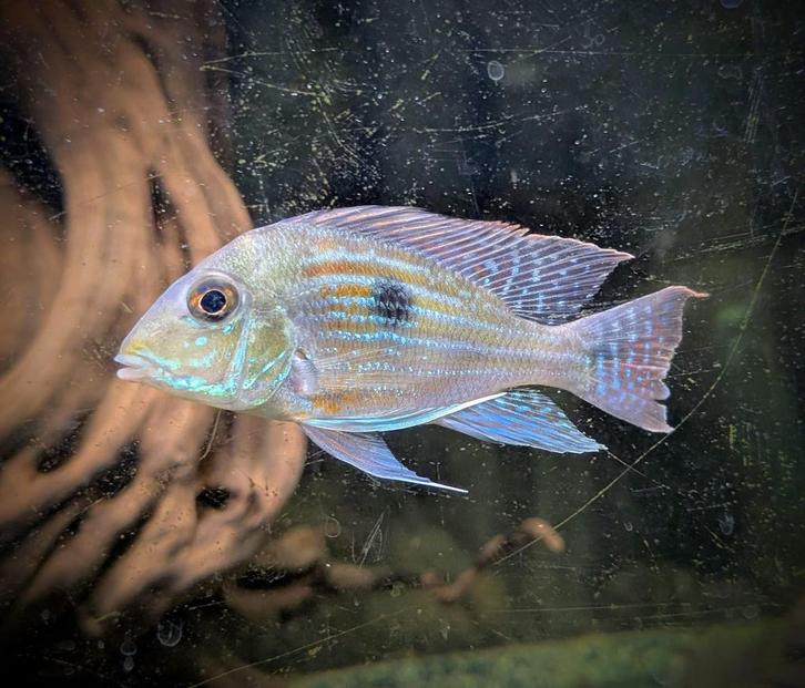 Geophagus sveni Sichlid 2X 14-15 CM, Dieren en Toebehoren, Vissen | Aquariumvissen, Vis