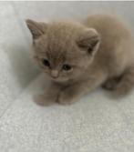 Schattige britse kittens mogen bijna hun nestje verlaten, Dieren en Toebehoren, Katten en Kittens | Raskatten | Korthaar, Meerdere dieren