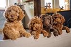 Doodle reutjes Labradoodle x Sennendoodle, Dieren en Toebehoren, Reu, 8 tot 15 weken, Meerdere, Middel