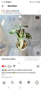 Corm Alocasia Amazonica Variegated, Ophalen of Verzenden, Overige soorten, Minder dan 100 cm
