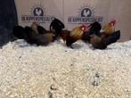 Jonge tamme Hollandse krielkippen gesekst en ingeënt, Dieren en Toebehoren, Pluimvee, Vrouwelijk, Kip
