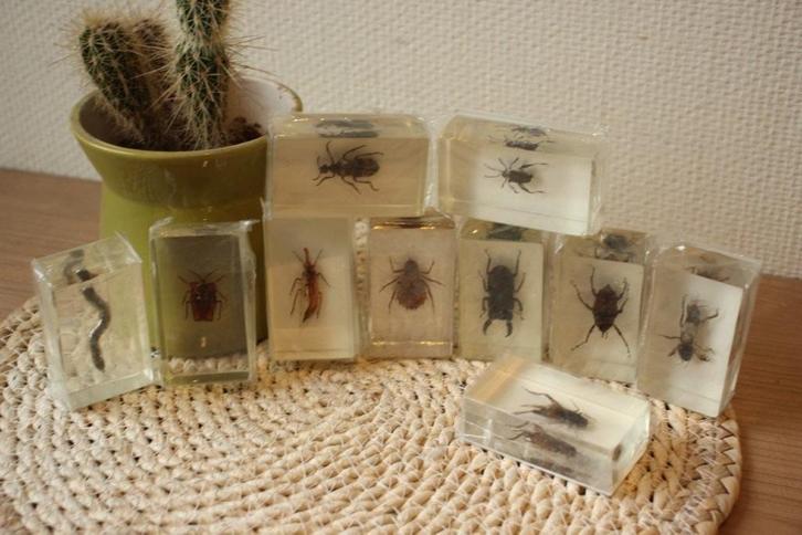 Taxidermie Opgezette Insecten in hars, Verzamelen, Dierenverzamelingen, Zo goed als nieuw, Opgezet dier, Insect, Ophalen of Verzenden