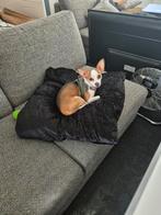 Lieve chihuahua, Dieren en Toebehoren, 1 tot 2 jaar, Eén hond, Chihuahua, Nederland