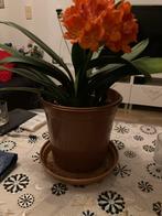 Clivia kamerplant met oranje bloemen, Overige soorten, Vaste plant, Ophalen of Verzenden, Halfschaduw