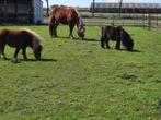 2 mini Shetlanders zoeken een goed huis, Dieren en Toebehoren, Pony's, Merrie, Gechipt, 7 tot 10 jaar, A pony (tot 1.17m)