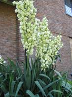 Stekken Yucca Palmlelie winterhard wintergroen witte bloemen, Ophalen, Zomer, Overige soorten, Halfschaduw