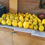 Kweeperen 100 kg net vers geplukt, 1,50 de kilo, Diversen, Levensmiddelen, Ophalen