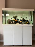 Juwel Rio 350 Compleet (Helialux verlichting, 2x buitenpomp), Ophalen, Zo goed als nieuw, Gevuld zoetwateraquarium