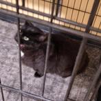 Kat zoekt ander huis, Ophalen